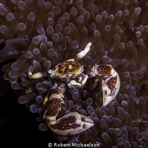 Nikon D90, 85 macro by Robert Michaelson 